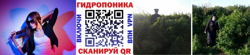 Канабис OG Kush  Ельня 